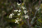 Stiff cowbane